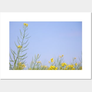 Rural Alberta Canola Fields Posters and Art